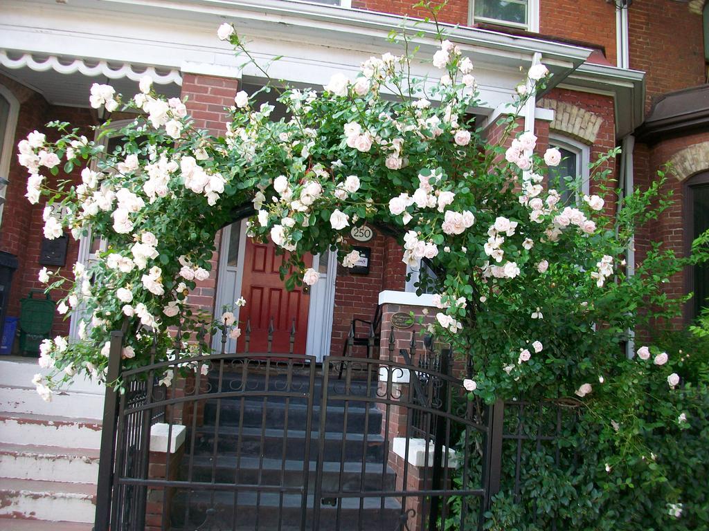 Comfy Guesthouse & Suite Toronto Esterno foto