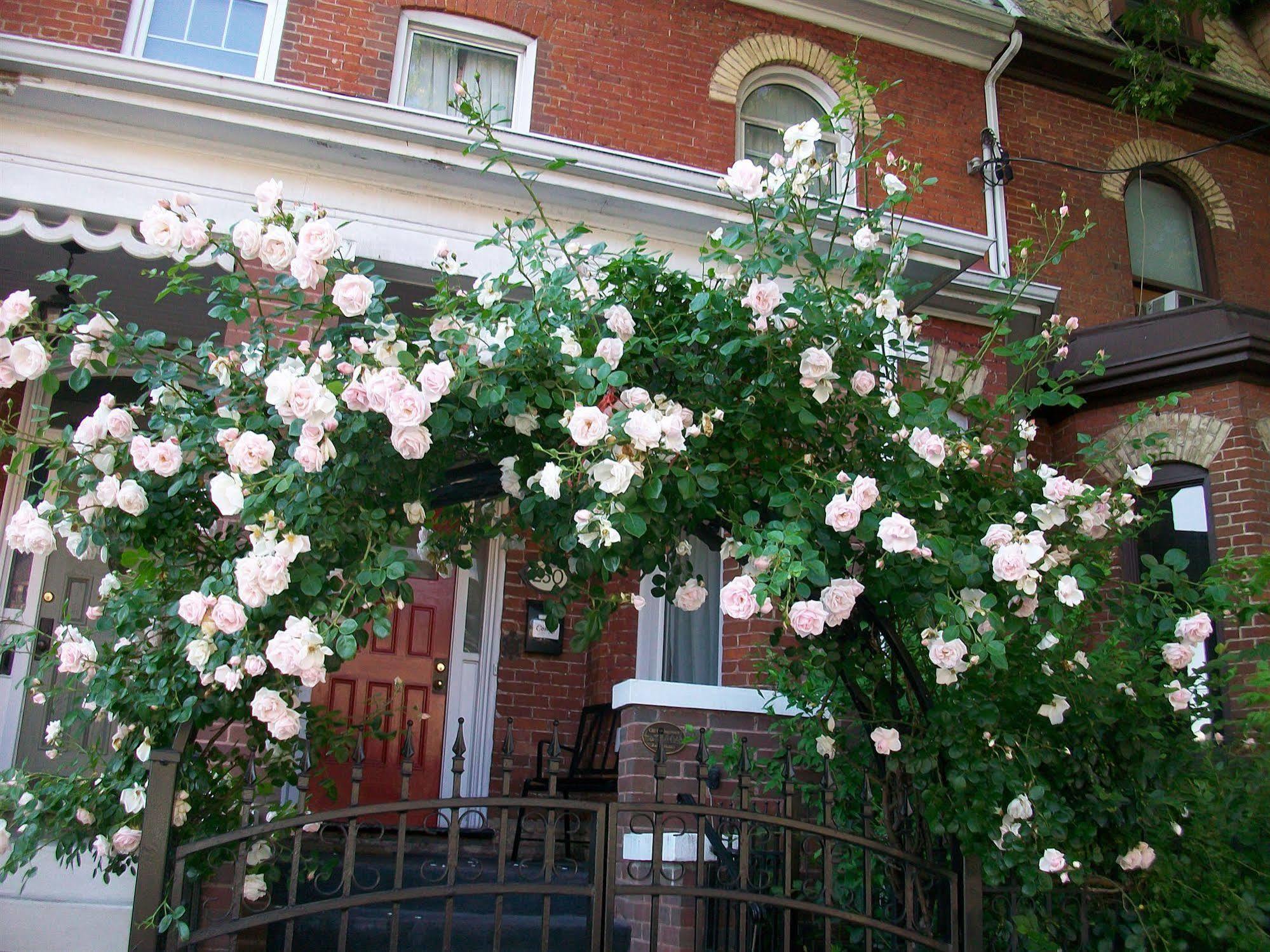 Comfy Guesthouse & Suite Toronto Esterno foto